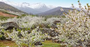 VALLE DEL JERTE , LOS CEREZOS EN FLOR